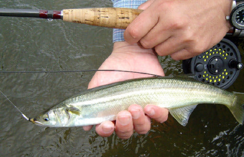 Combo De Pesca Con Mosca Caña Reel Tanza Estuche Moscas Kit