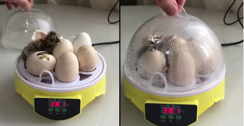 Incubadora Para Huevos De Gallina - Codorniz Y Otras Aves