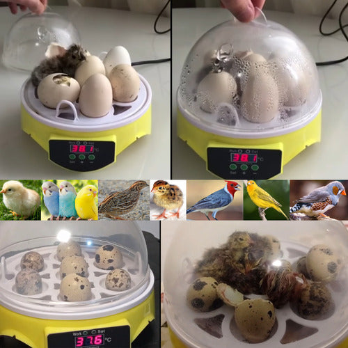 Incubadora Para Huevos De Gallina - Codorniz Y Otras Aves