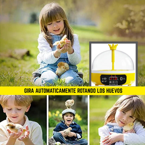 Incubadora Para Huevos De Gallina - Codorniz Y Otras Aves