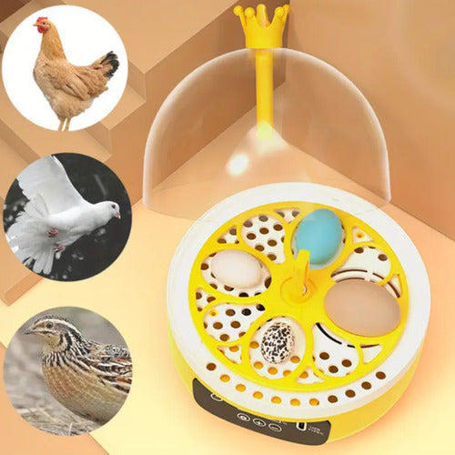 Incubadora Para Huevos De Gallina - Codorniz Y Otras Aves