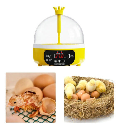 Incubadora Para Huevos De Gallina - Codorniz Y Otras Aves