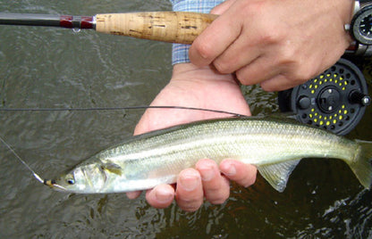 Combo De Pesca Con Mosca Caña Reel Tanza Estuche Moscas Kit
