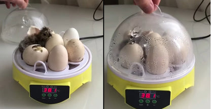 Incubadora Para Huevos De Gallina - Codorniz Y Otras Aves