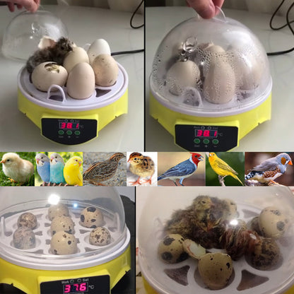 Incubadora Para Huevos De Gallina - Codorniz Y Otras Aves