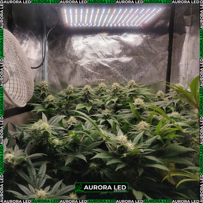 Quantum Board Led De Cultivo Floración Y Vegetación Indoor Blanco Espectro Completo