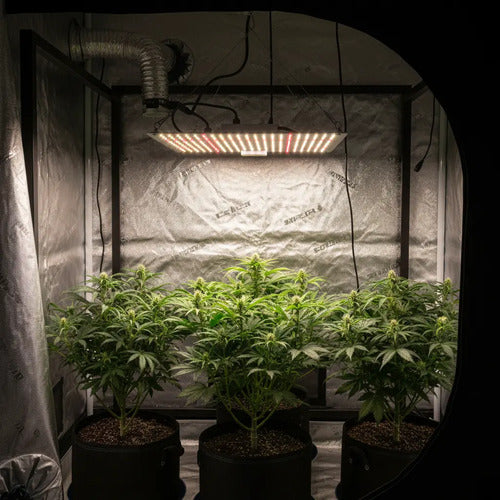 Quantum Board Led De Cultivo Floración Y Vegetación Indoor Blanco Espectro Completo
