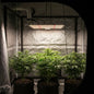Quantum Board Led De Cultivo Floración Y Vegetación Indoor Blanco Espectro Completo