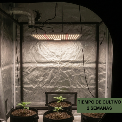 Quantum Board Led De Cultivo Floración Y Vegetación Indoor Espectro Completo