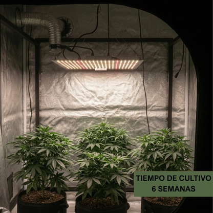 Quantum Board Led De Cultivo Floración Y Vegetación Indoor Espectro Completo