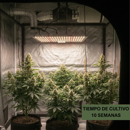 Quantum Board Led De Cultivo Floración Y Vegetación Indoor Espectro Completo