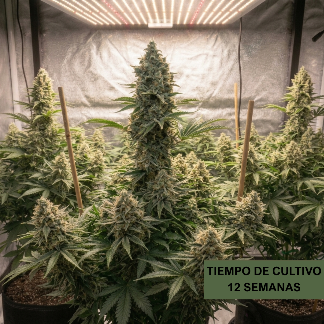 Quantum Board Led De Cultivo Floración Y Vegetación Indoor Espectro Completo